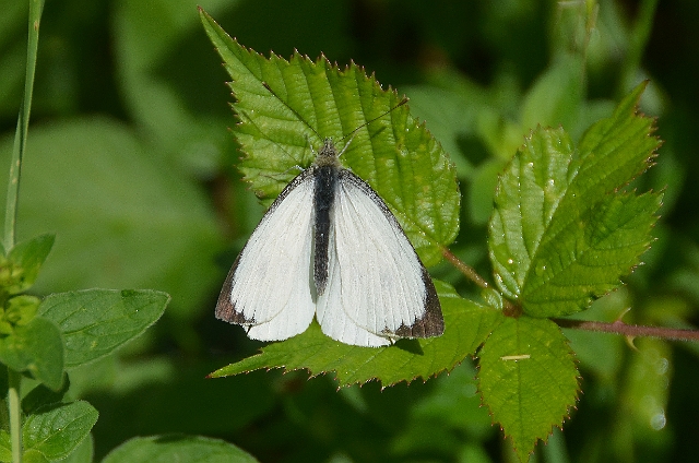 02 08 12_3086_edited-1.jpg - LARGE WHITE - MARTIN DOWN HANTS/DORSET/WILTSHIRE BORDER - 2.8.12